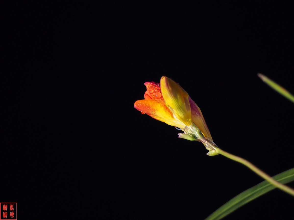 我为春天而开－－－香雪兰（1）