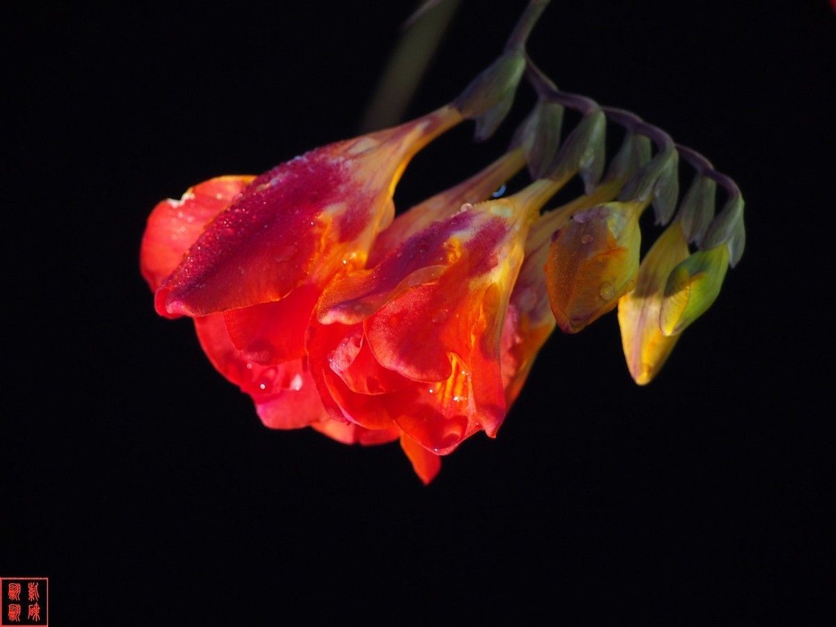 我为春天而开－－－香雪兰（1）