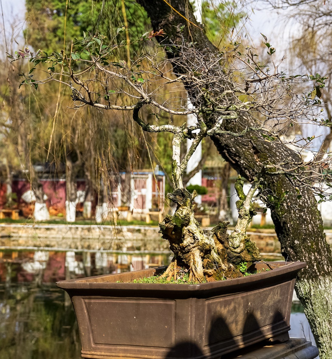 冬游大观公园（五）