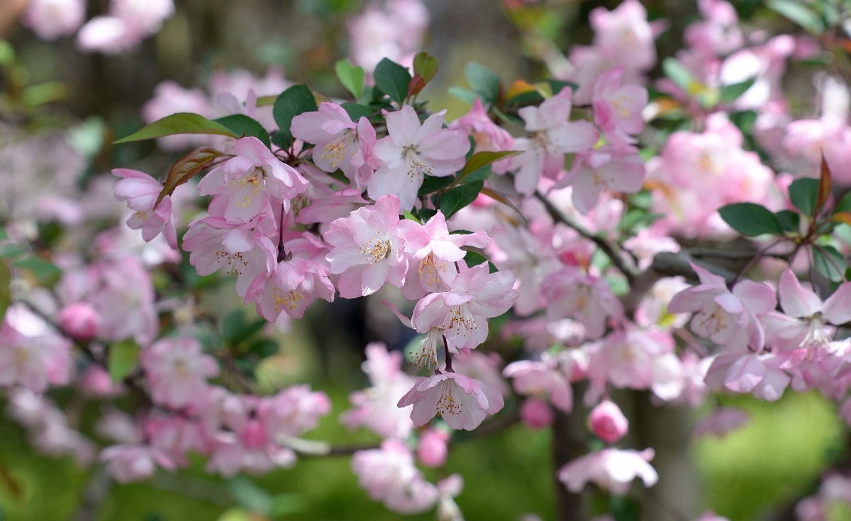 鼋头渚垂丝海棠