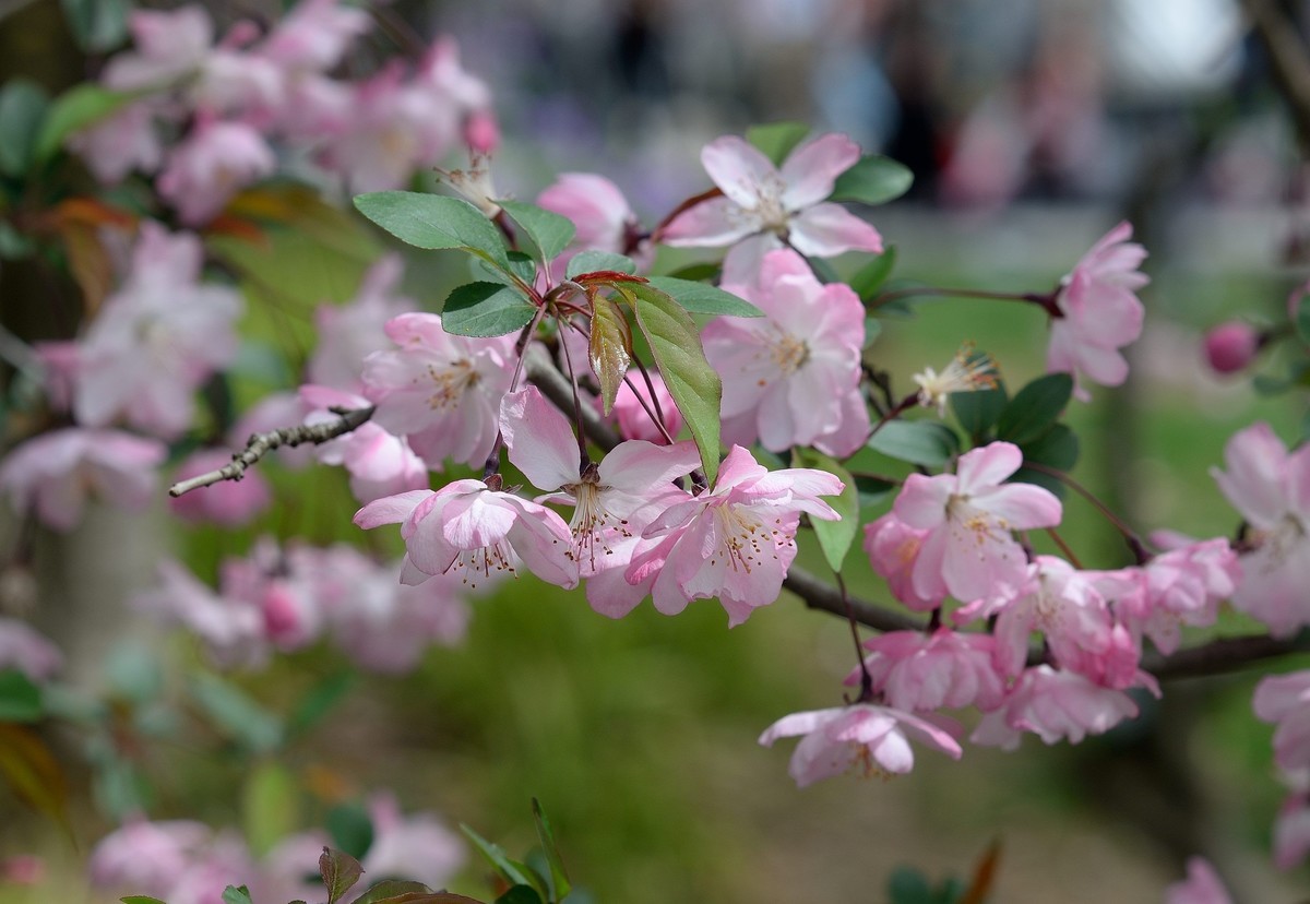 鼋头渚垂丝海棠