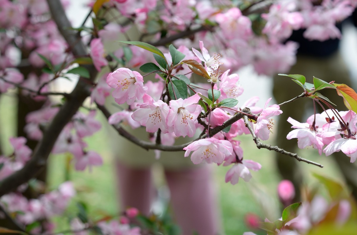 鼋头渚垂丝海棠