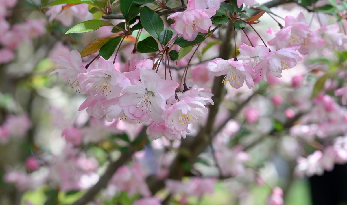 鼋头渚垂丝海棠