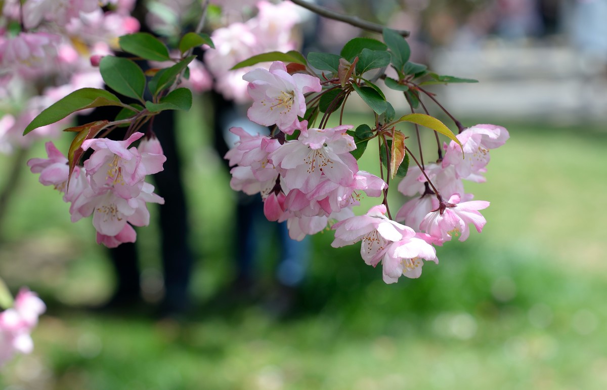 鼋头渚垂丝海棠