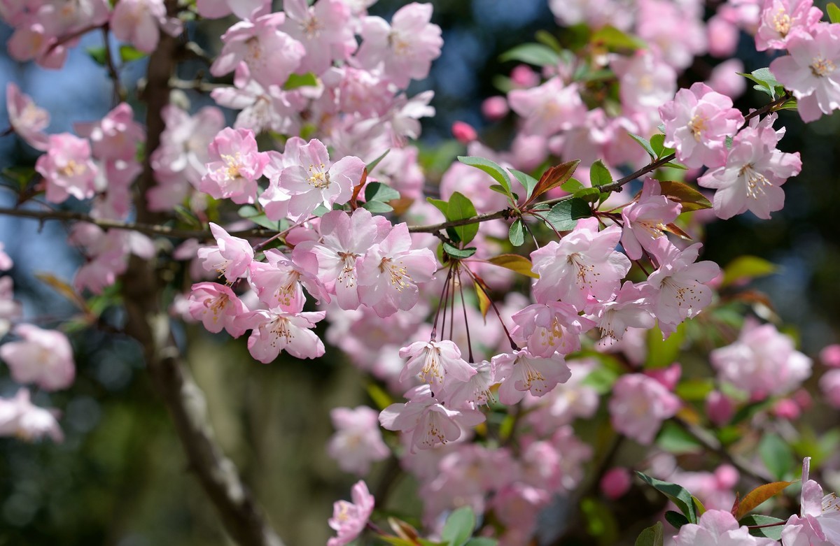 鼋头渚垂丝海棠