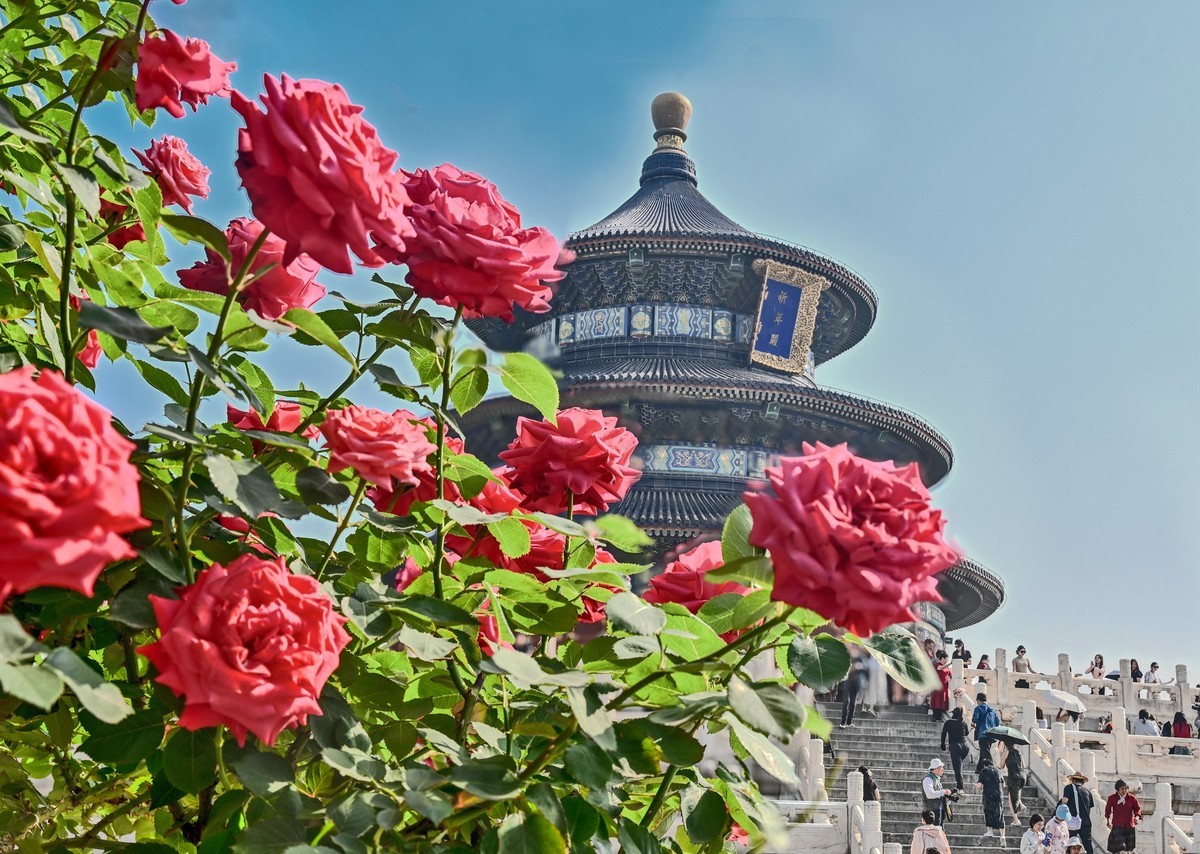  Rose blooms and the moon is red