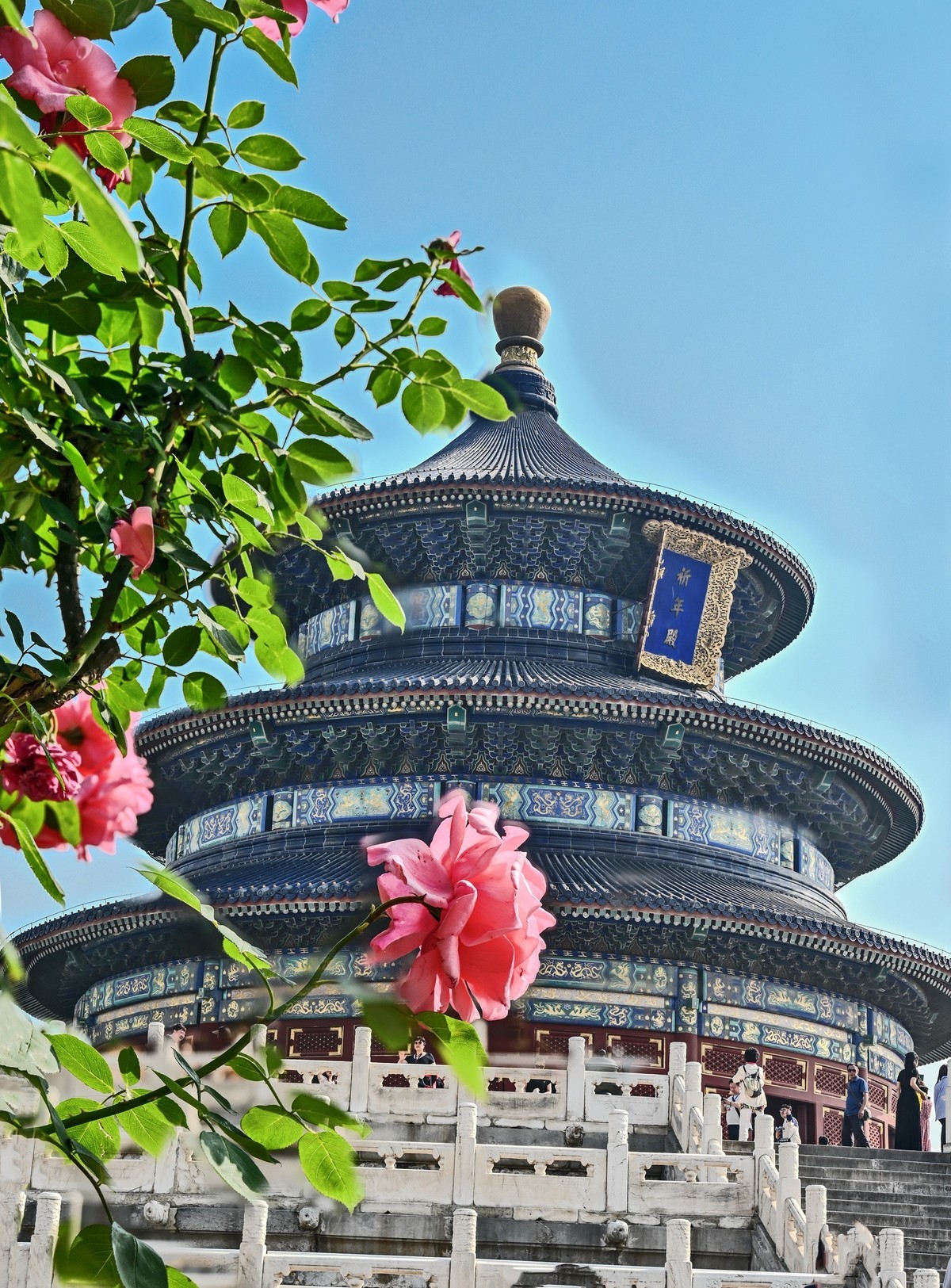 月季花开月月红