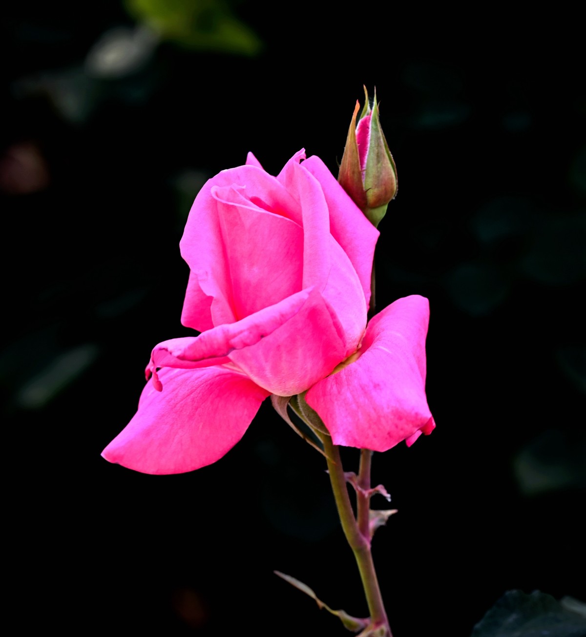 月季花开月月红