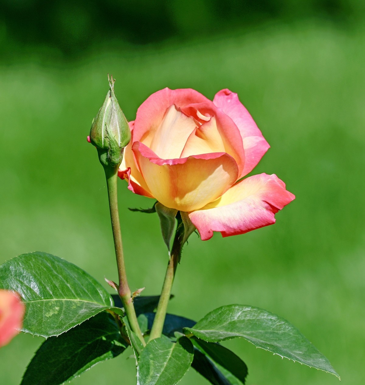 月季花开月月红