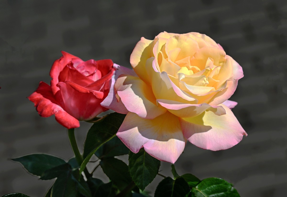 月季花开月月红