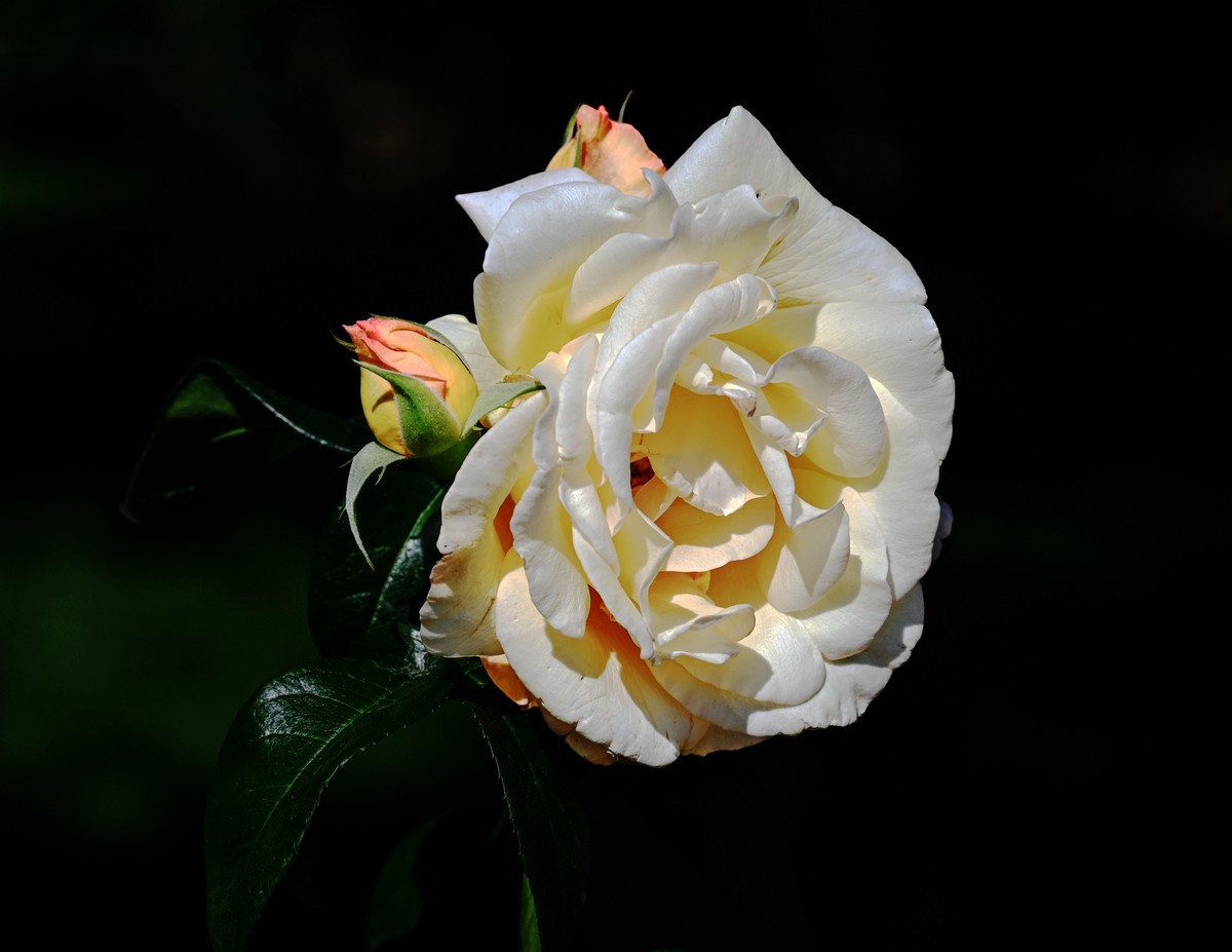 月季花开月月红