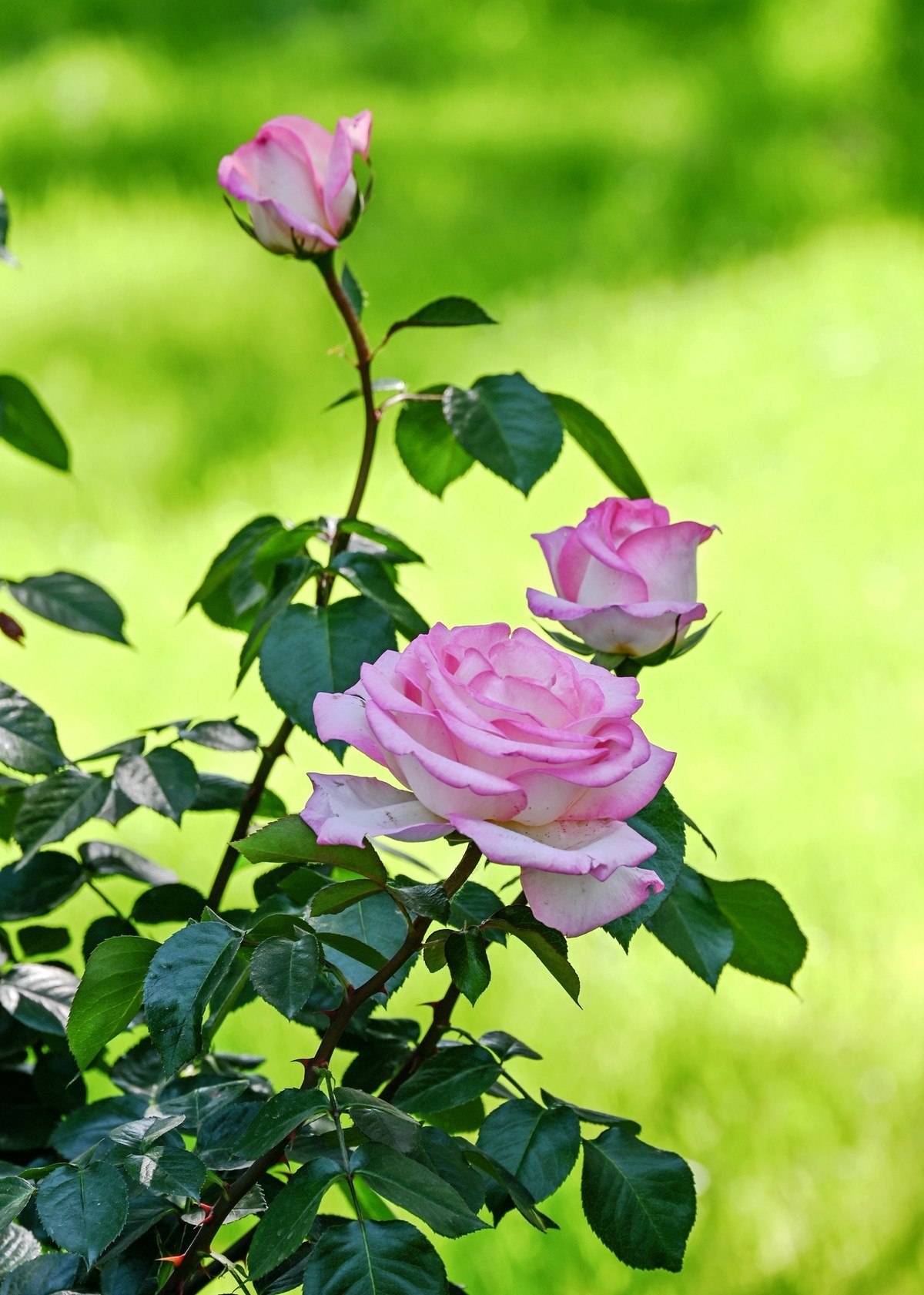 月季花开月月红