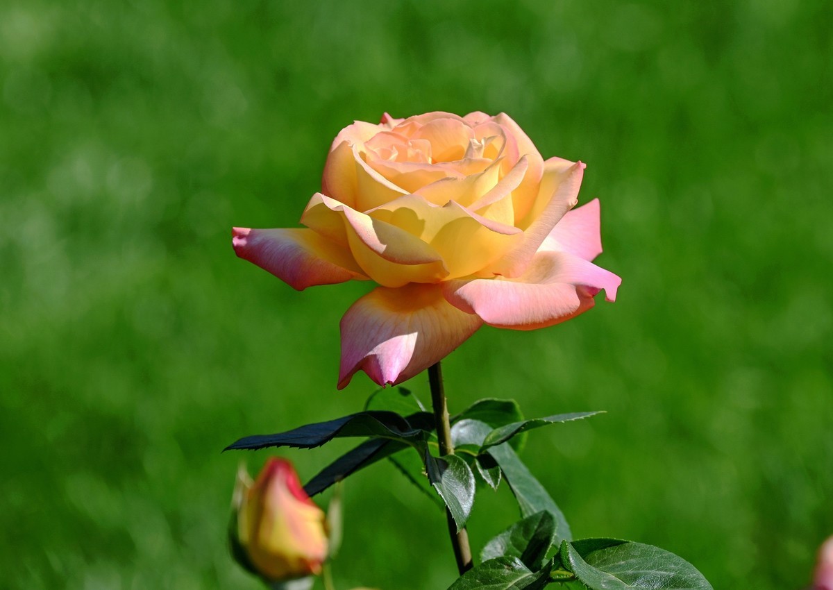 月季花开月月红