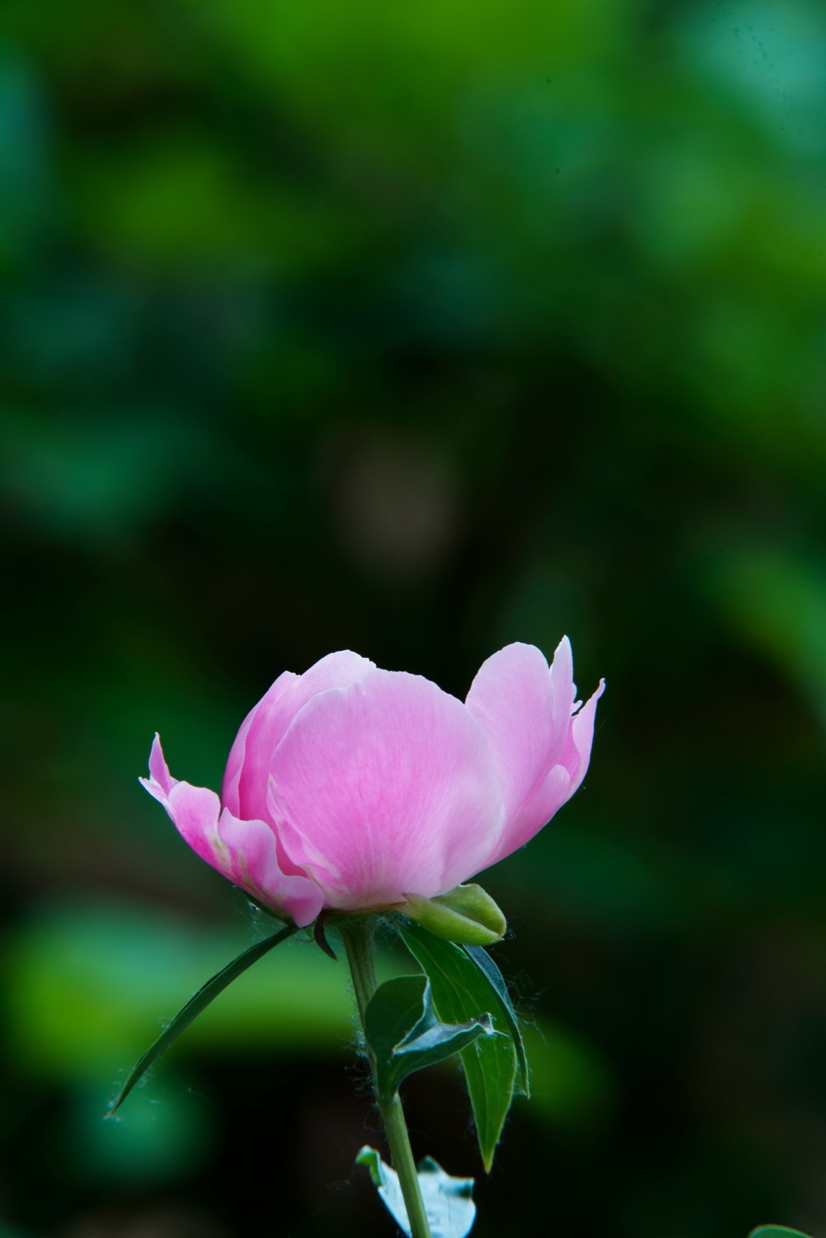 芍药随拍-中关村在线摄影论坛