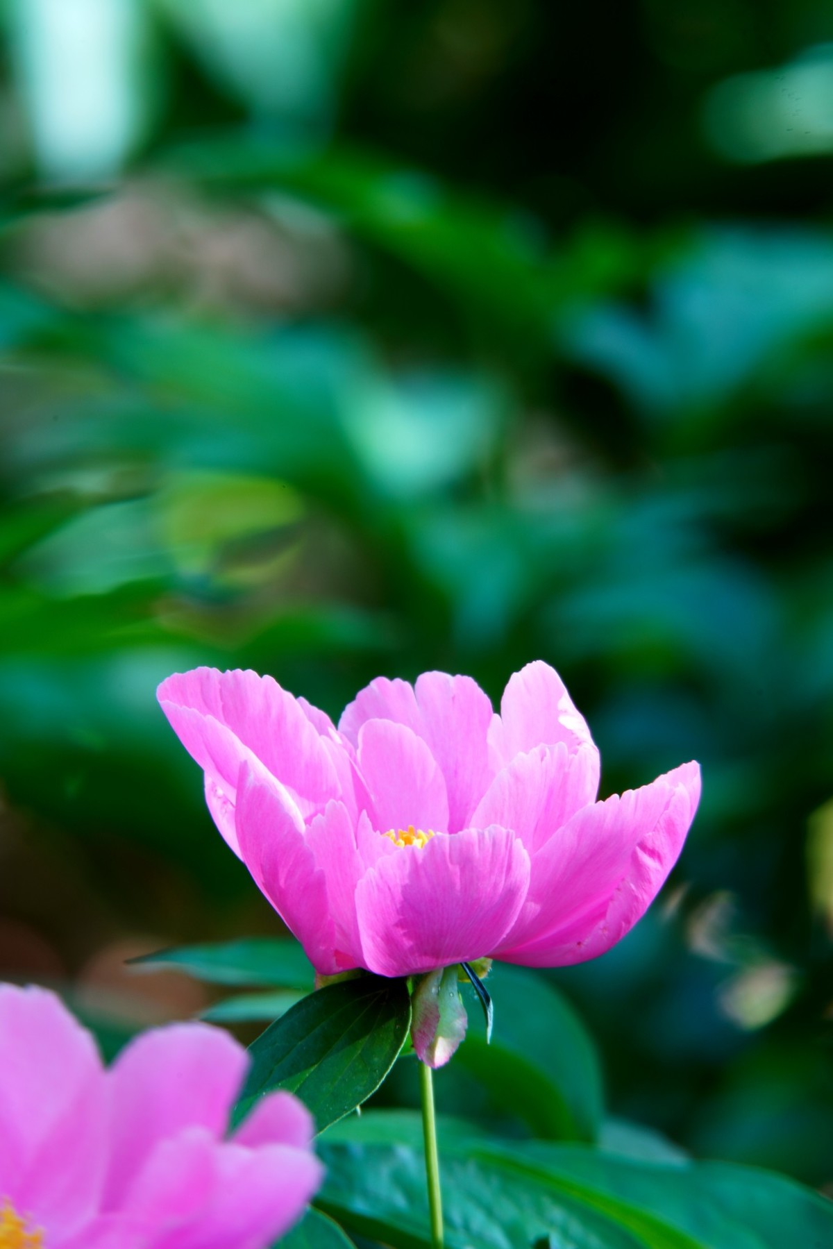 芍药随拍-中关村在线摄影论坛