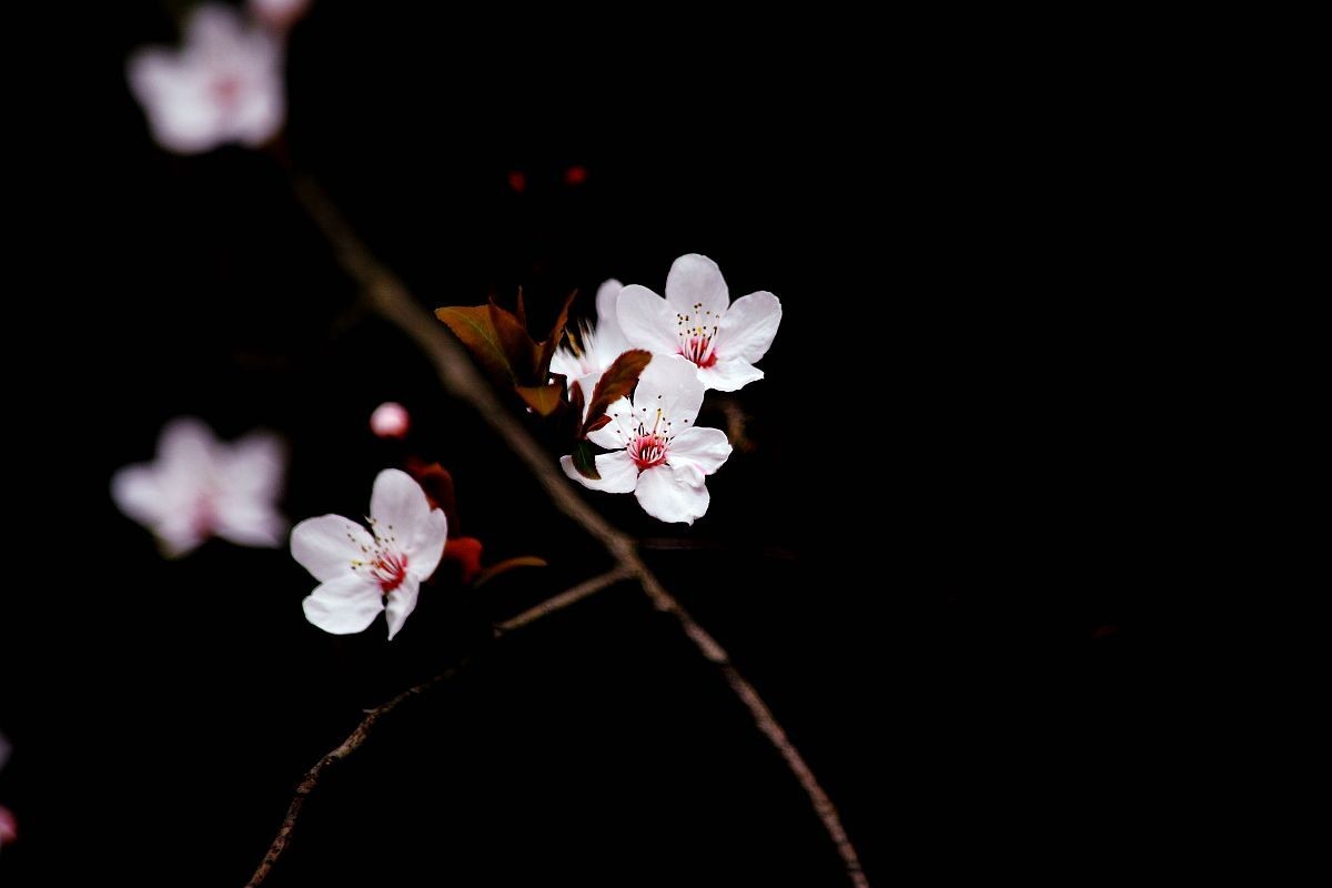 兰芽玉茁争妍（二）