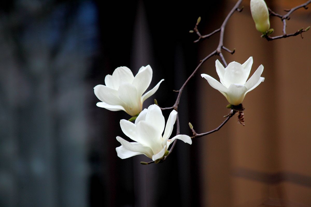 兰芽玉茁争妍（二）