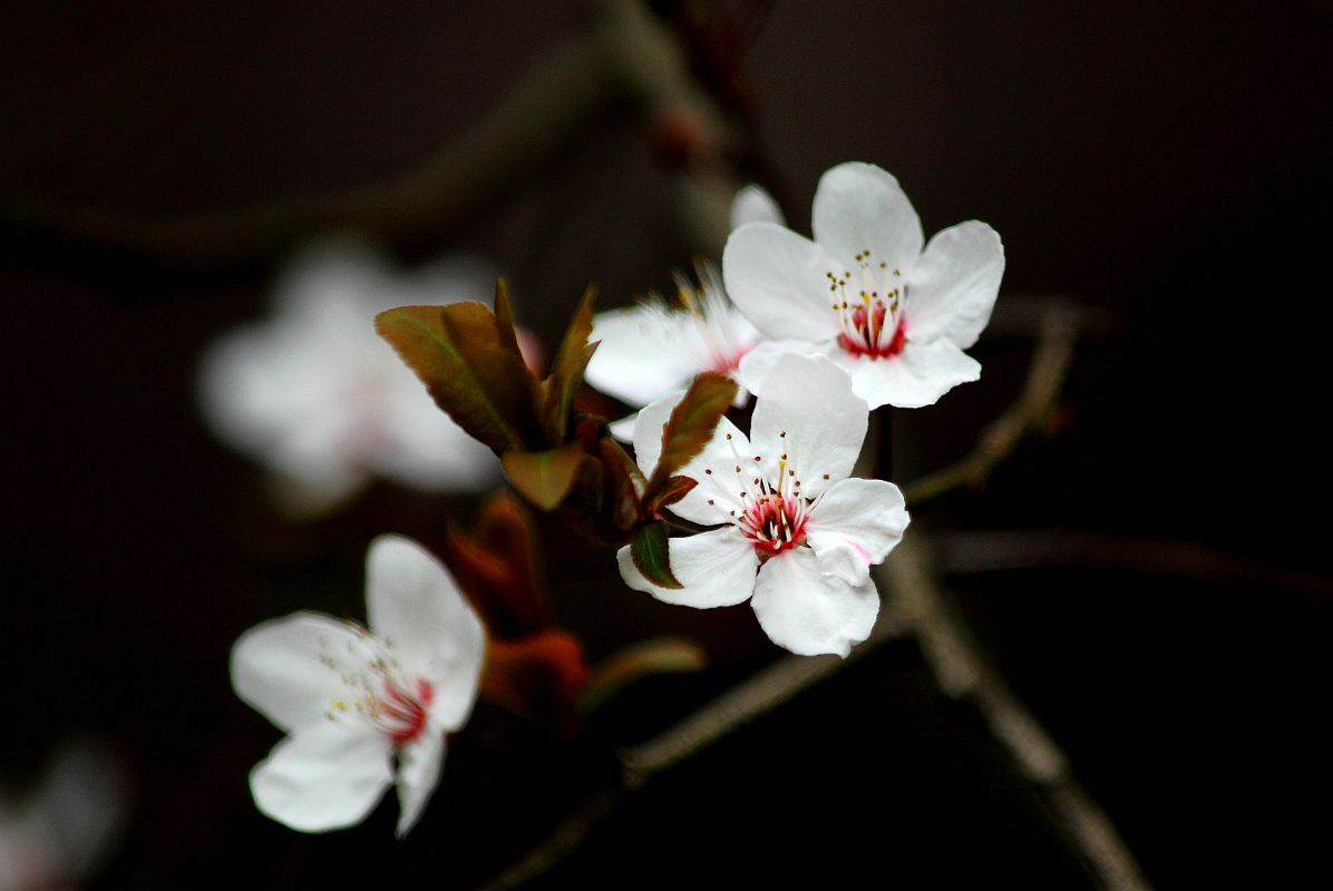 兰芽玉茁争妍（二）