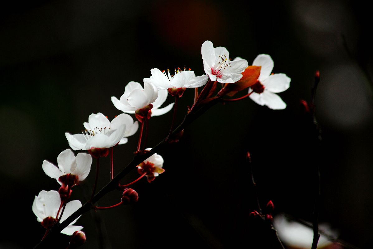 兰芽玉茁争妍（二）