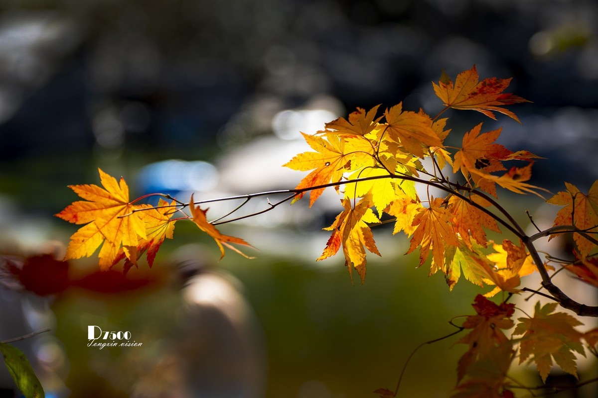 #留住美丽秋天# ——秋枫