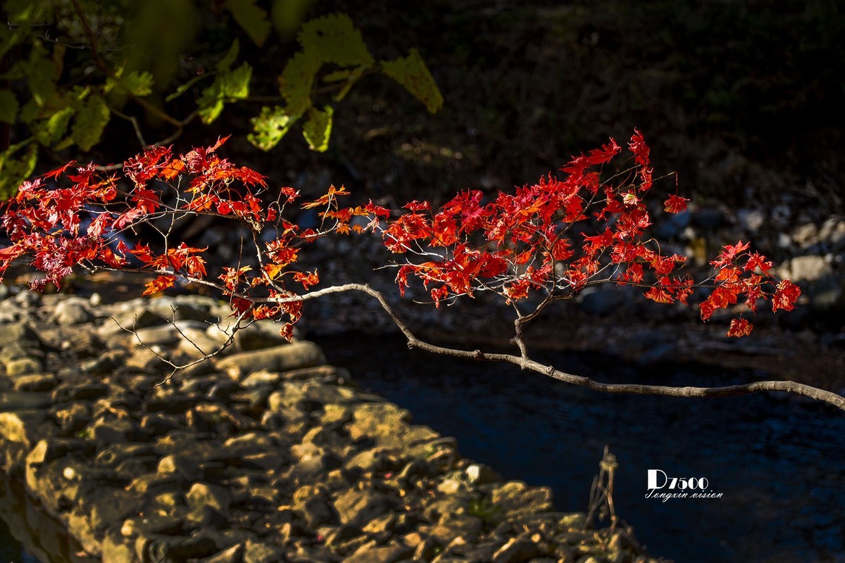 #留住美丽秋天# ——秋枫