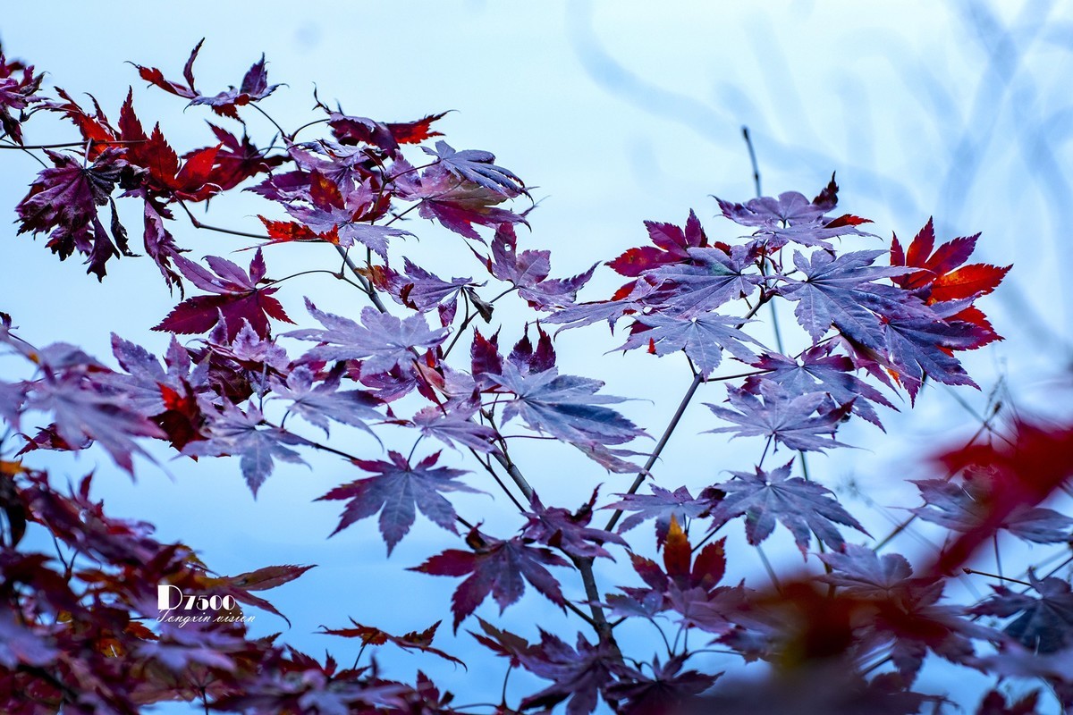 #留住美丽秋天# ——秋枫