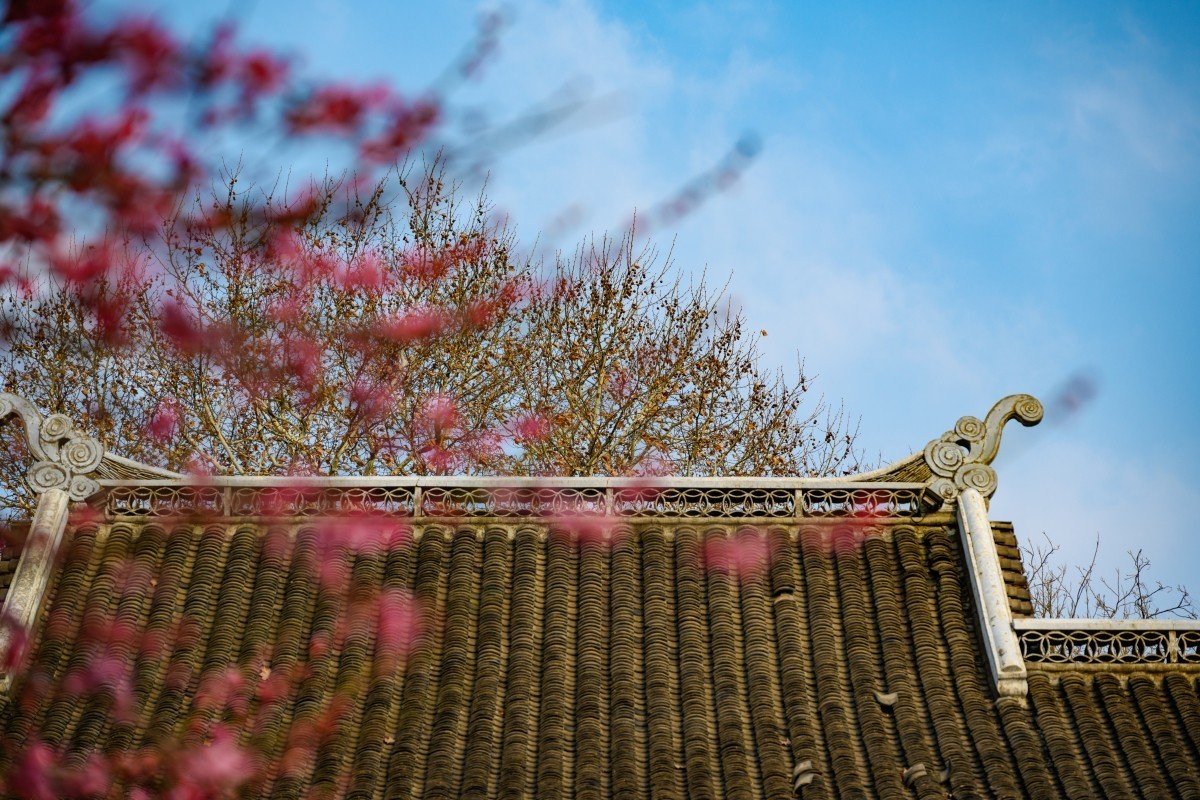 Z7II首拍-橘子洲看梅花