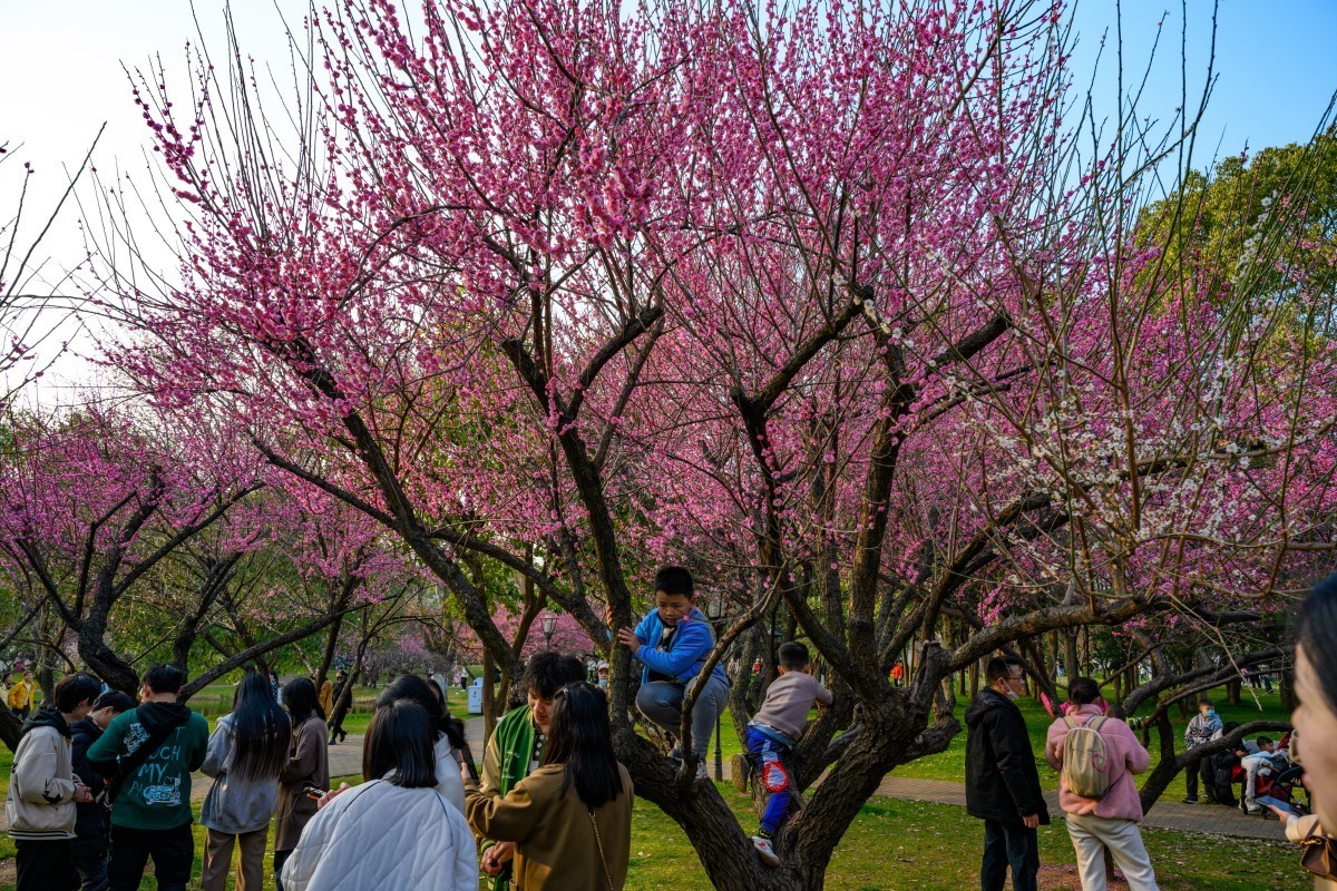 Z7II首拍-橘子洲看梅花