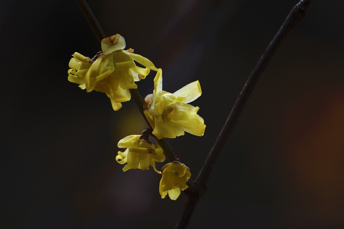 蕙芳园拍摄腊梅（一）