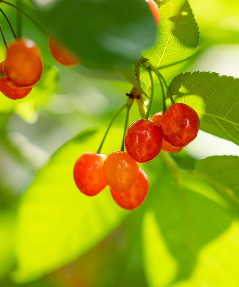 红红的樱桃似玛瑙