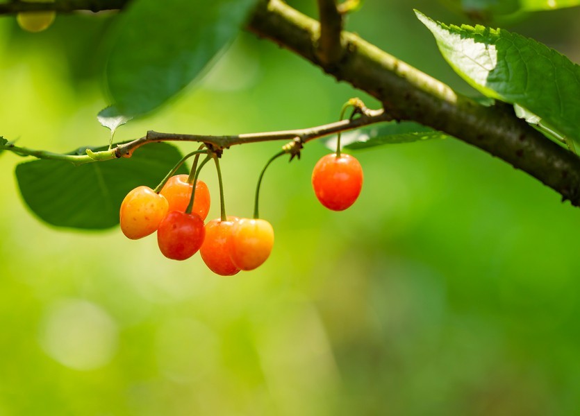 红红的樱桃似玛瑙