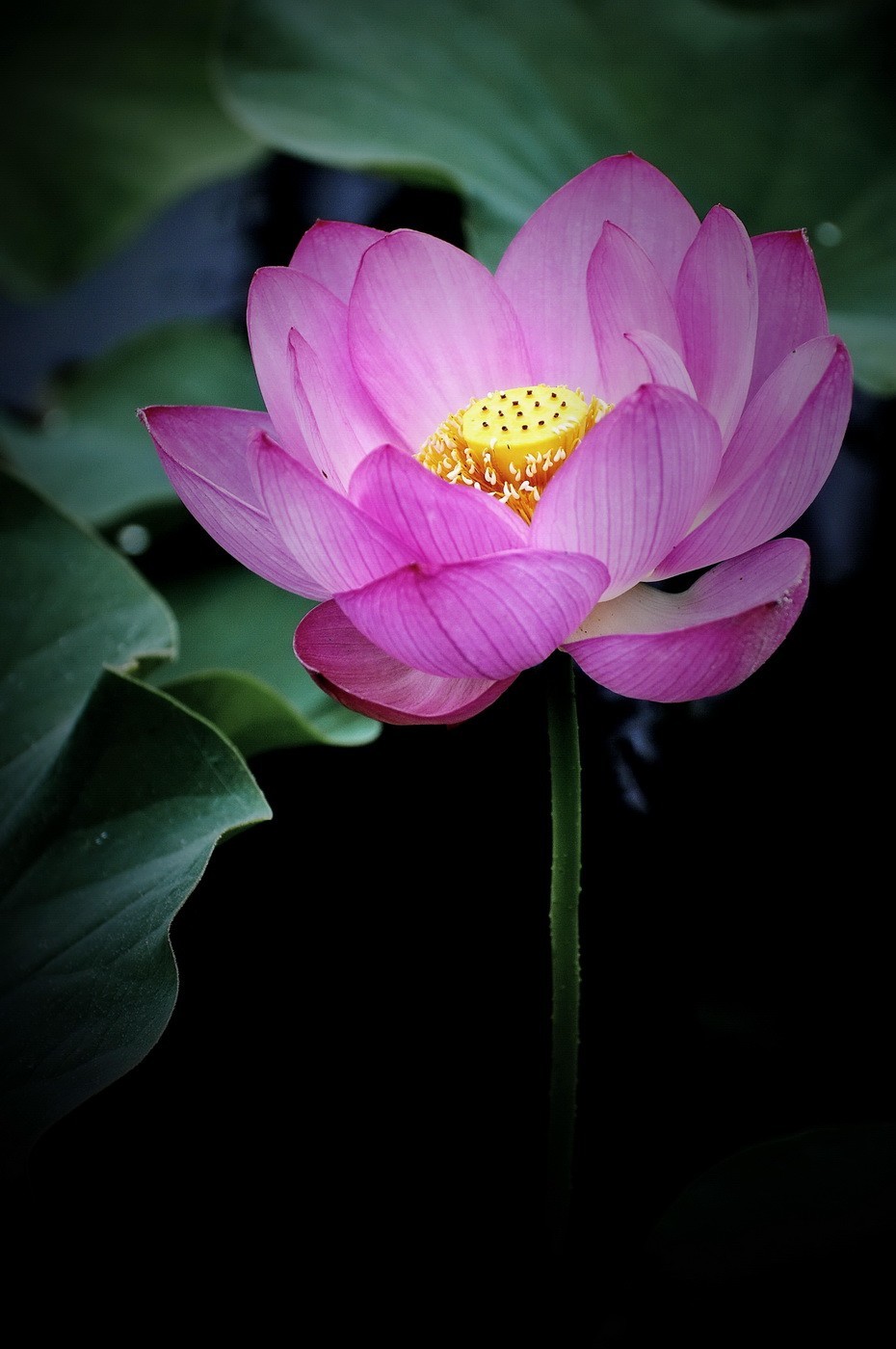 本溪聚丰园---荷花