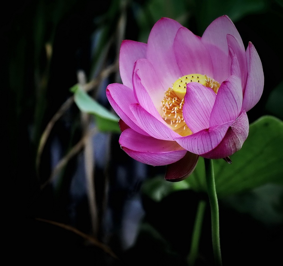 本溪聚丰园---荷花