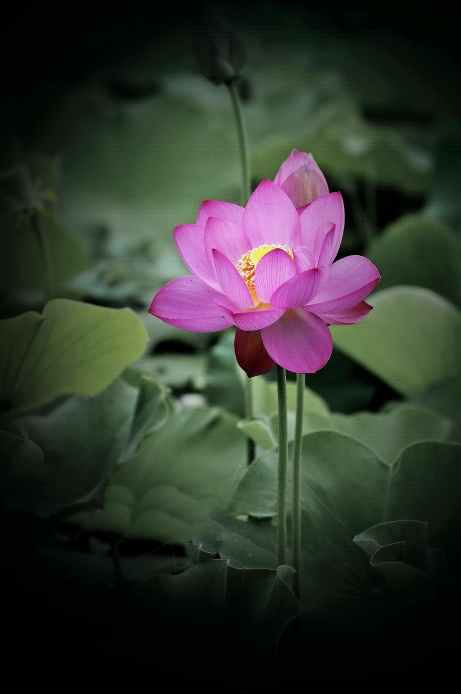 本溪聚丰园---荷花