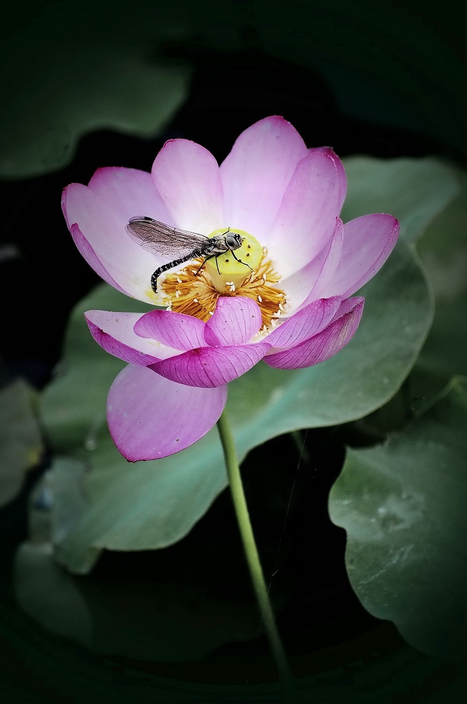 本溪聚丰园---荷花