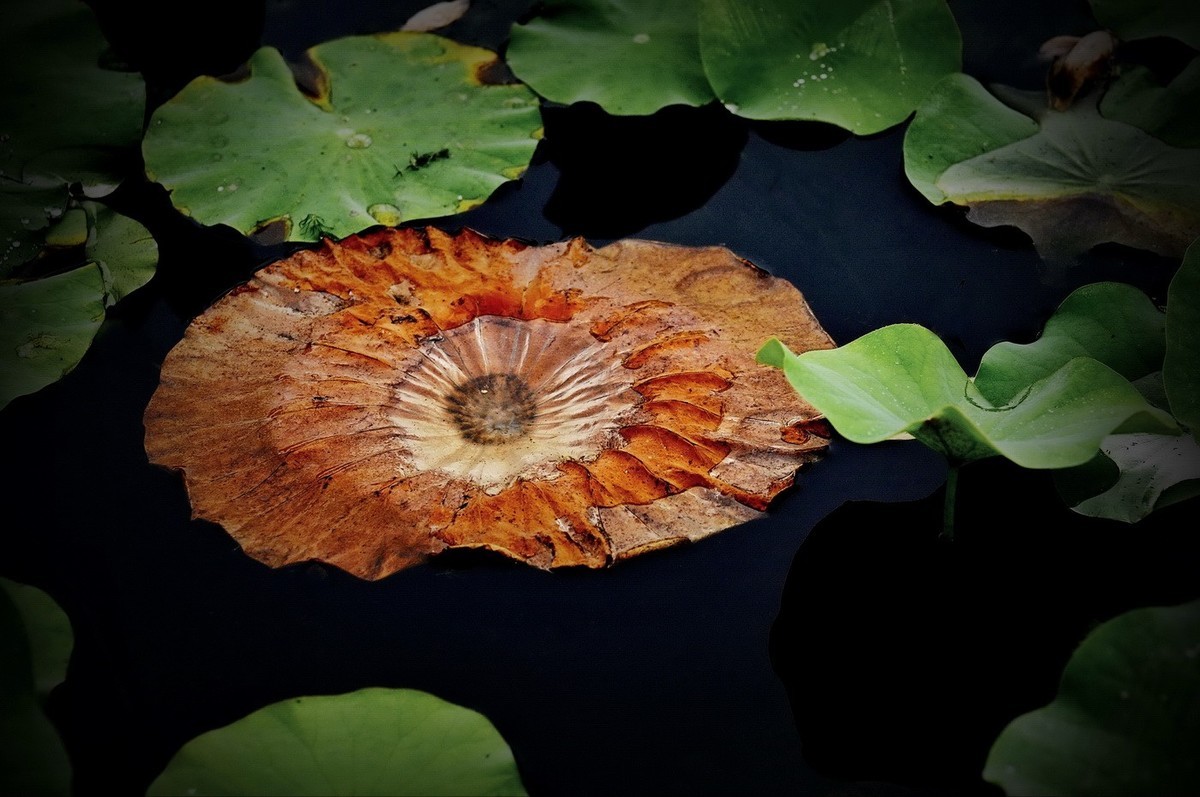 本溪聚丰园---荷花