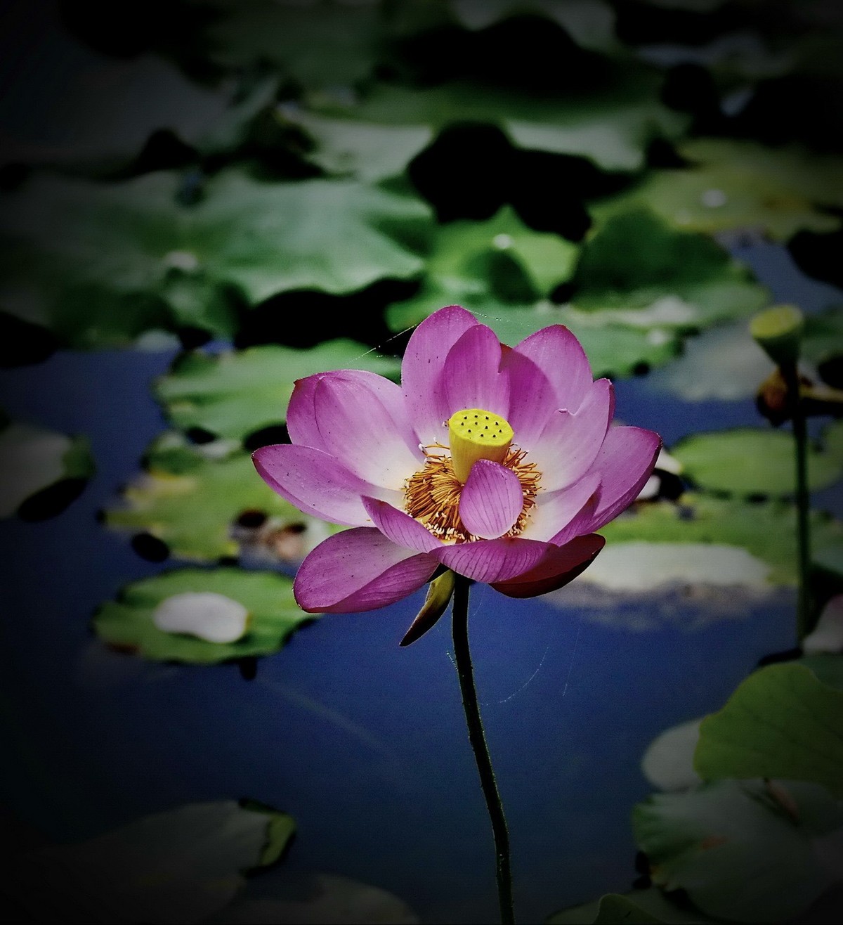 本溪聚丰园---荷花