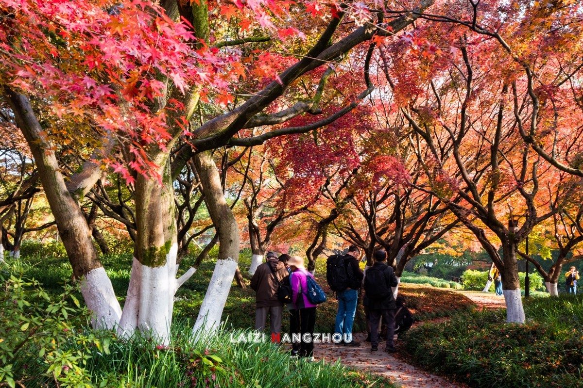 冬已至 秋未尽 (2)