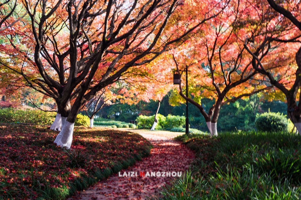 冬已至 秋未尽 (2)