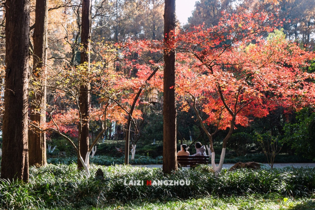 冬已至 秋未尽 (2)