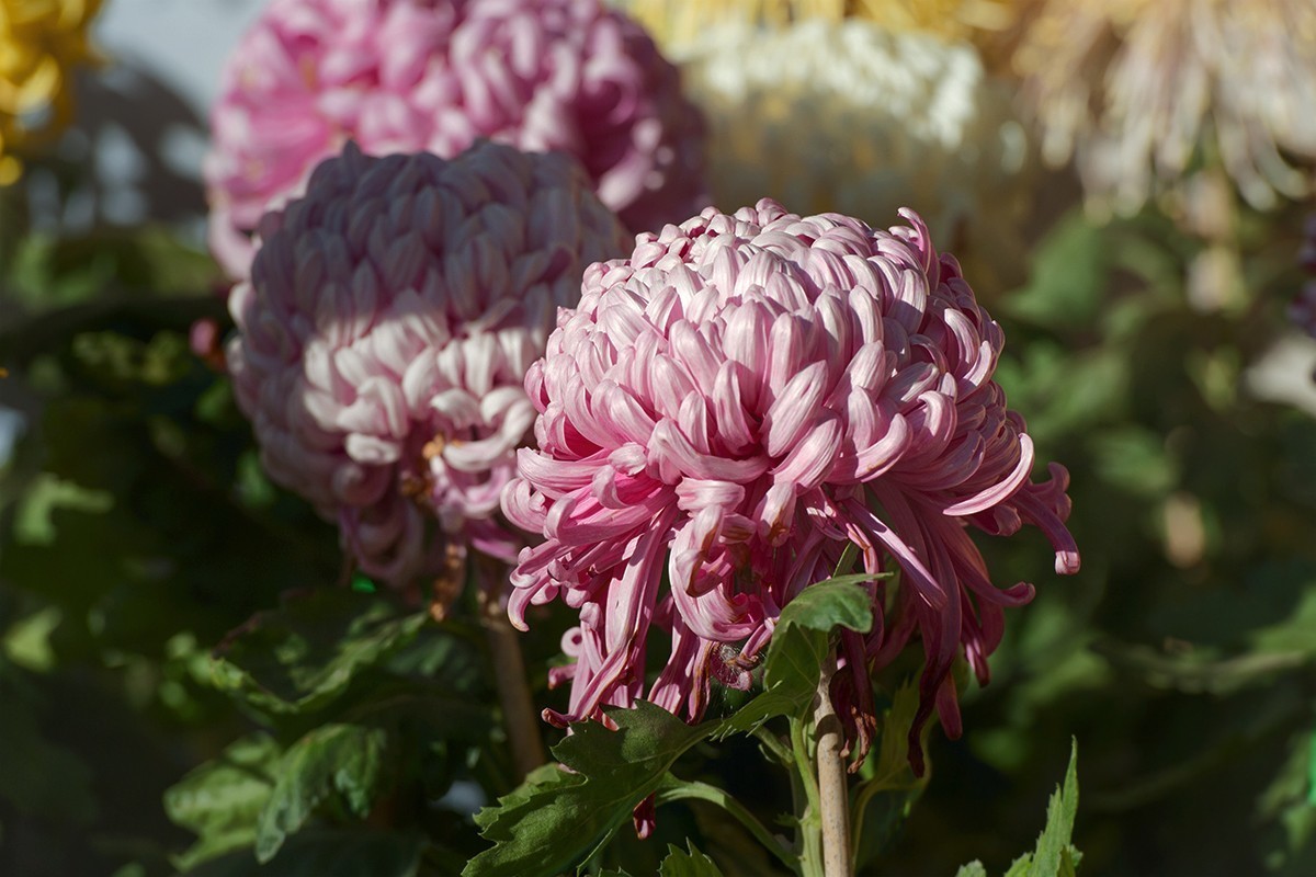 送展的菊花展品