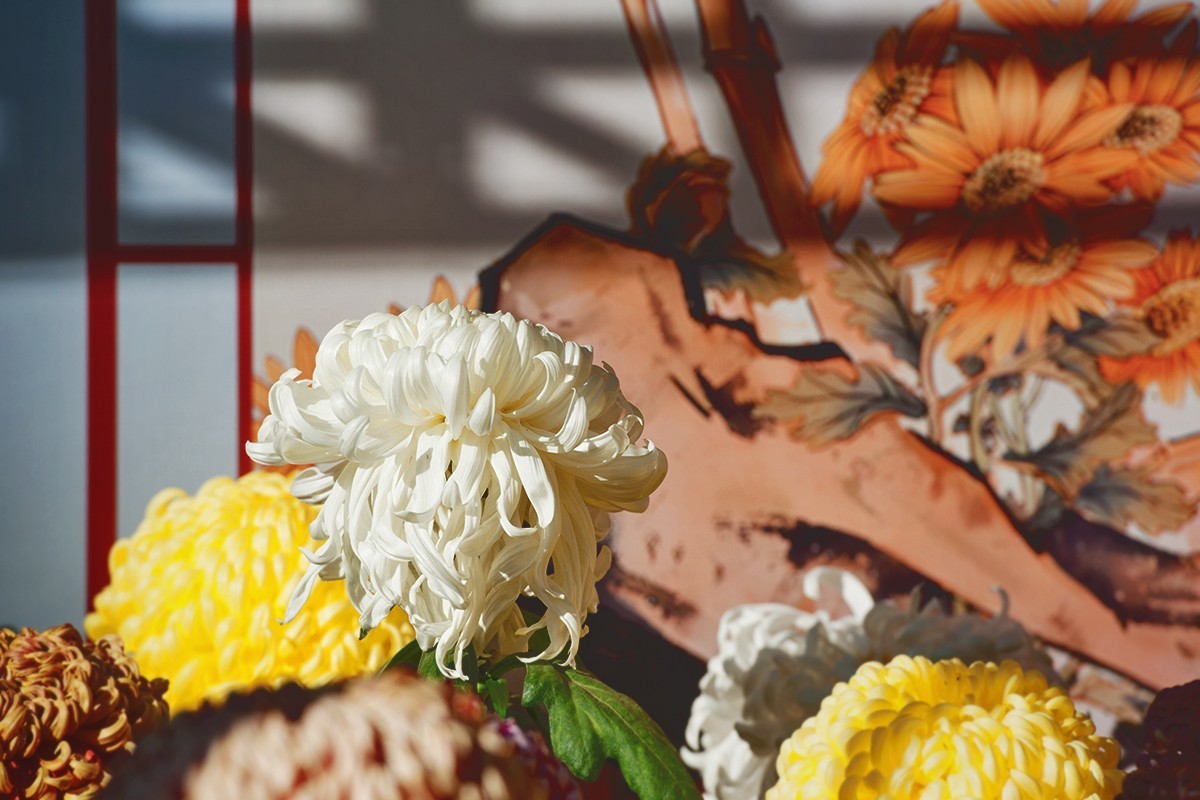 送展的菊花展品