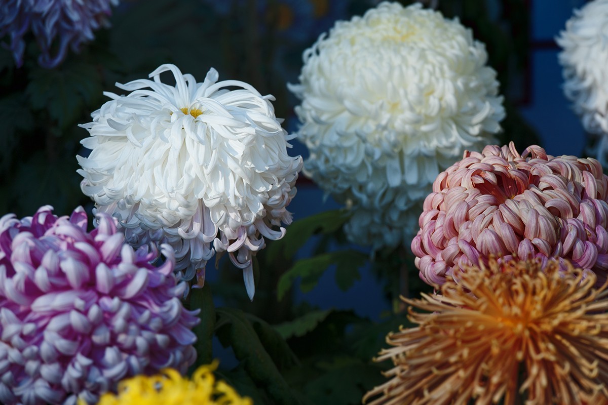 送展的菊花展品