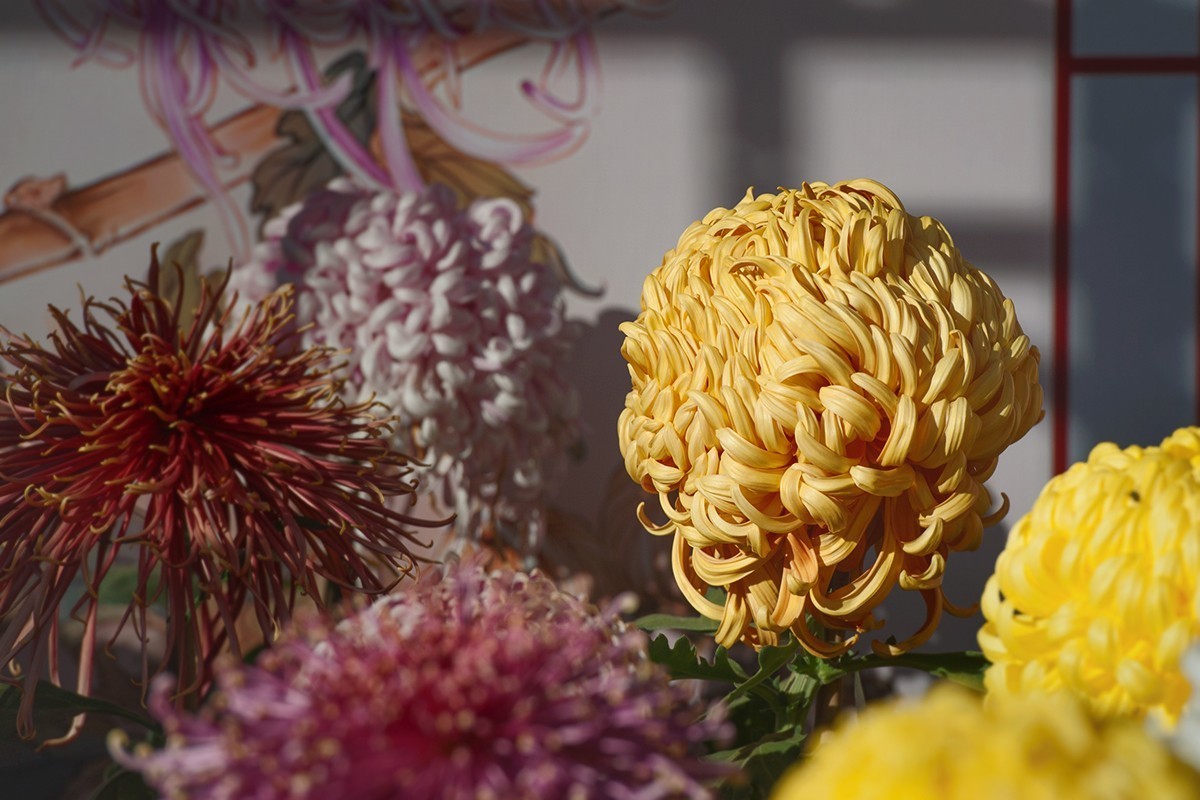 送展的菊花展品