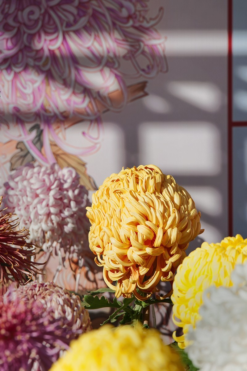 送展的菊花展品