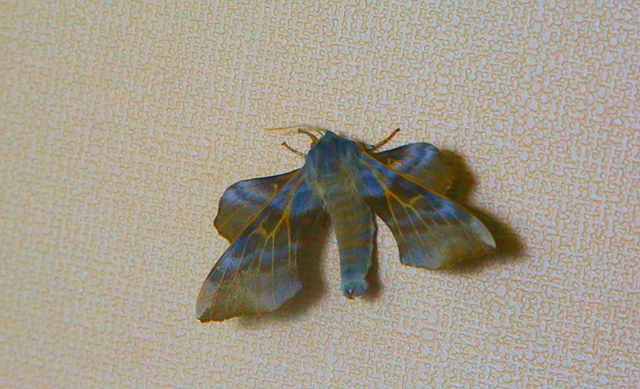 《不老松：纪实摄影》驰骋呼伦贝尔之7我们的驻地：兴月宾舘蛾满为患！ (3)