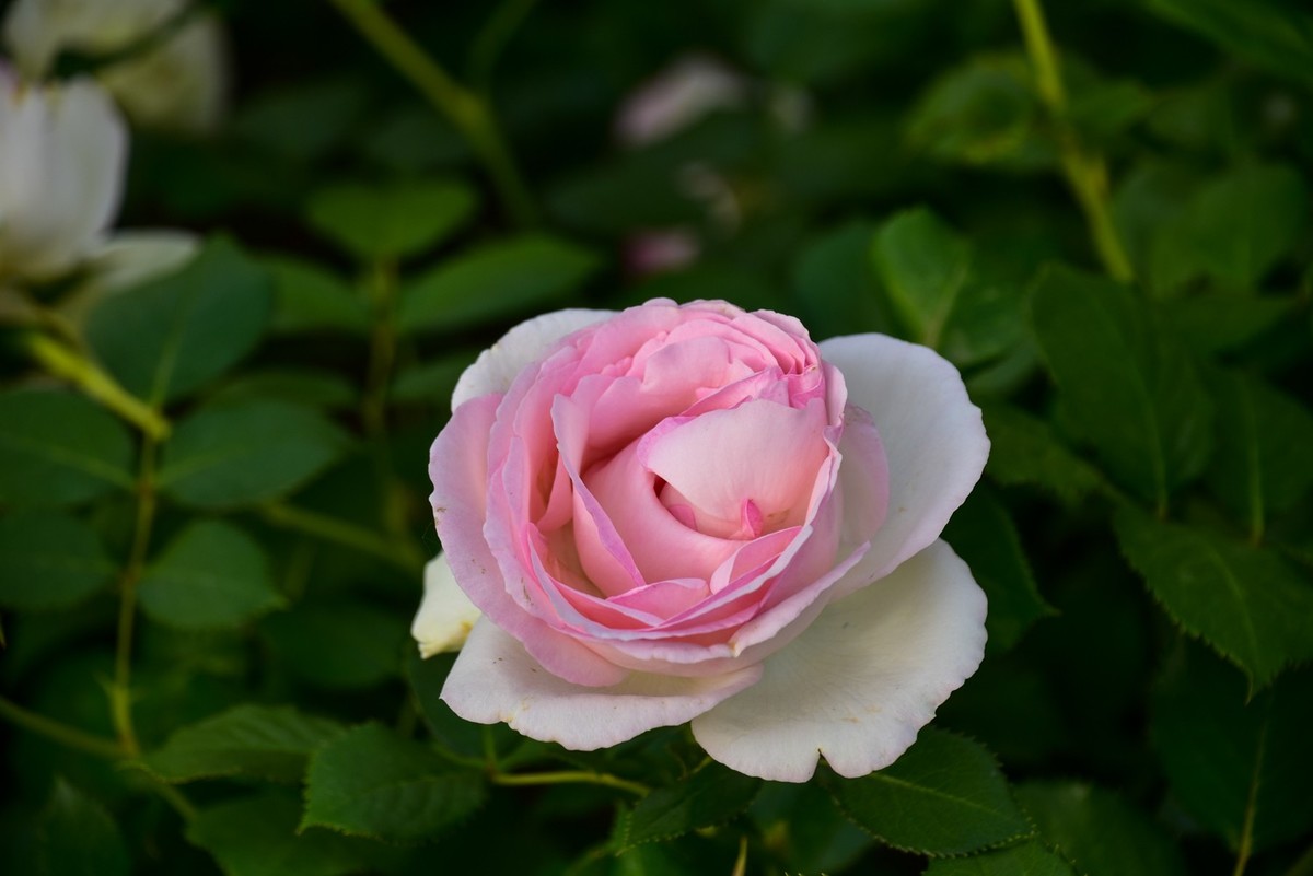 月季花