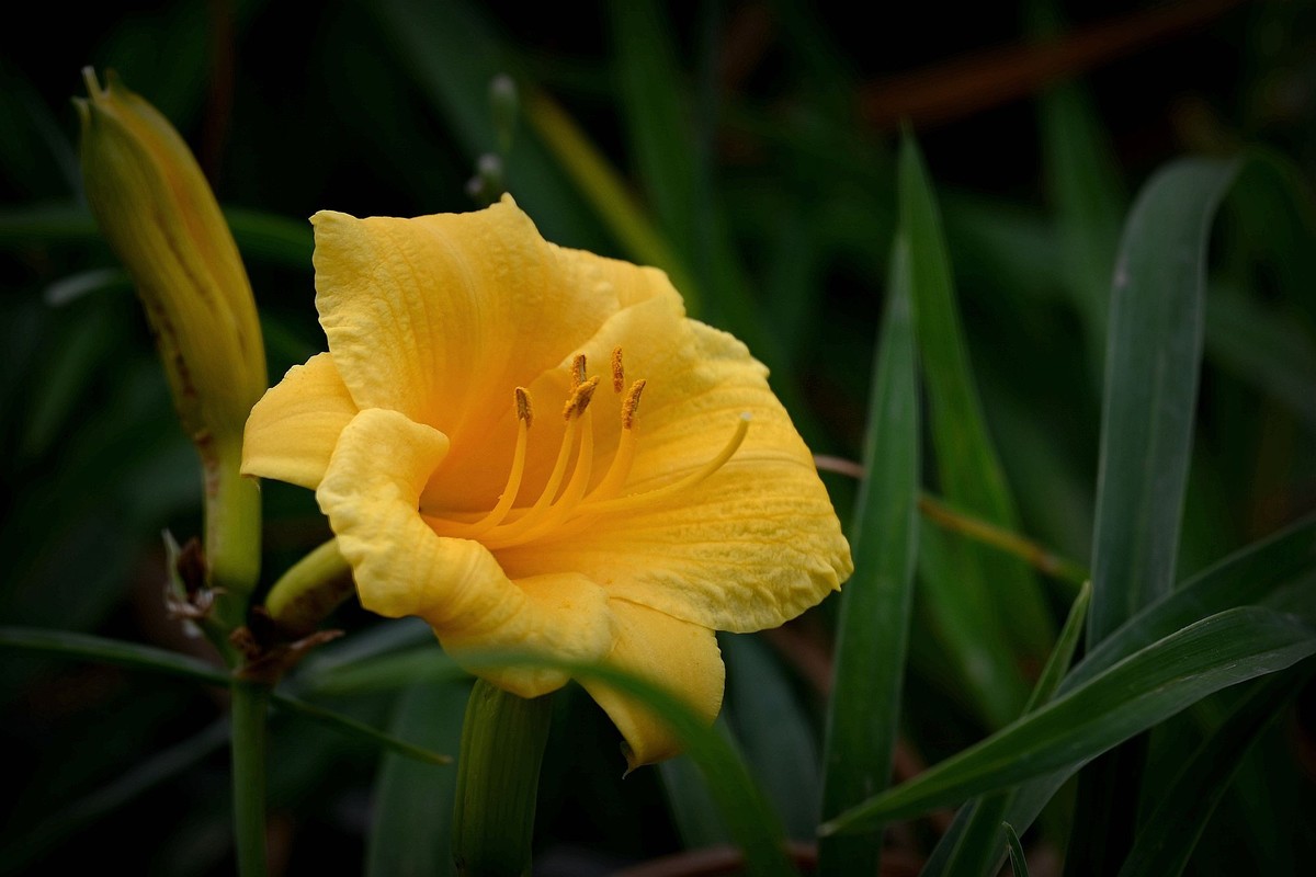 金灿灿的金娃娃