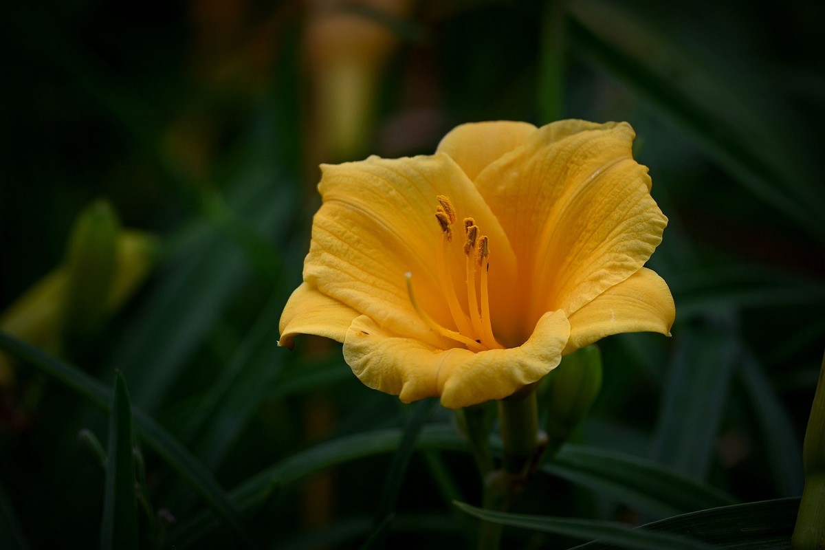 金灿灿的金娃娃