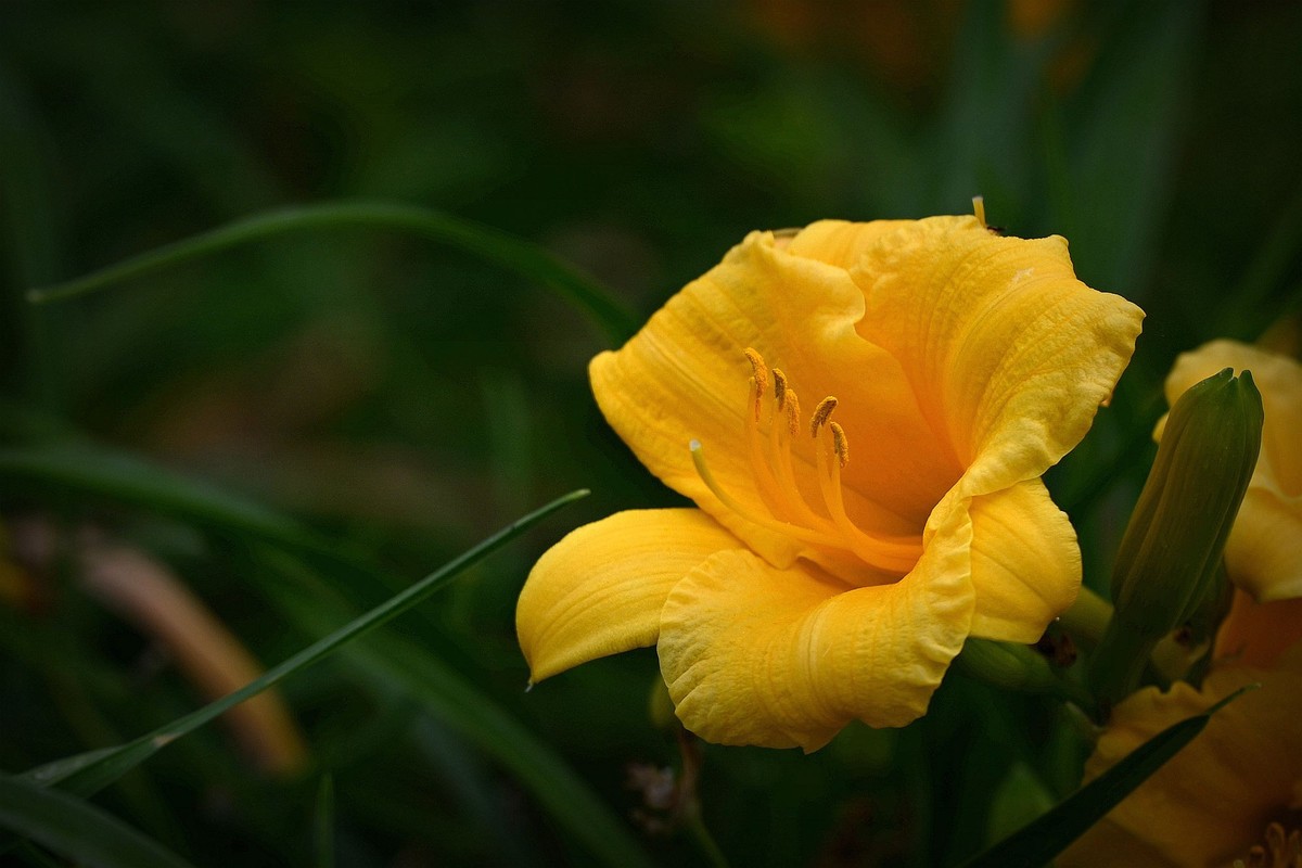 金灿灿的金娃娃